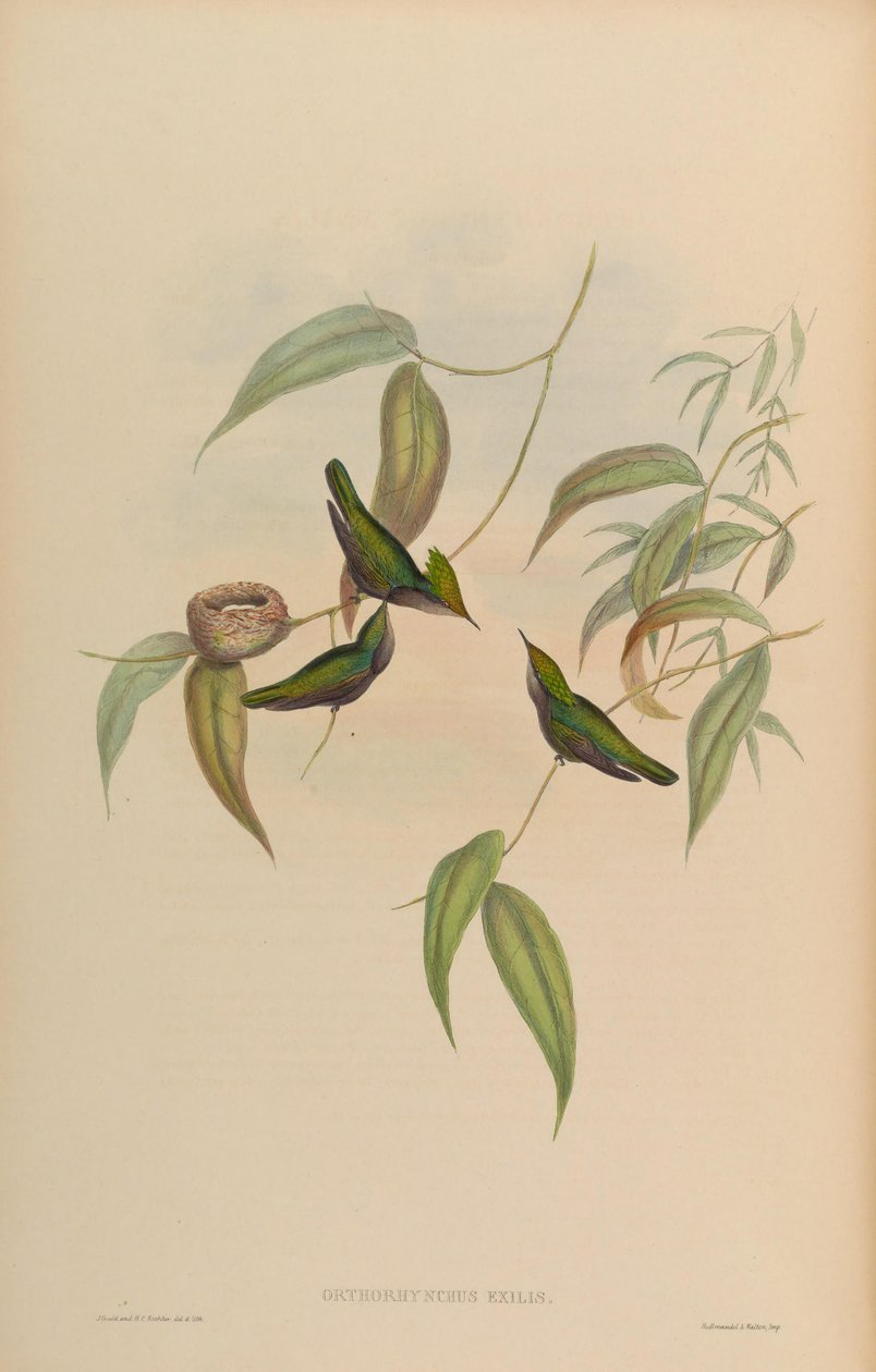 Orthorhynchus exilis = Orthorhynchus cristatus exilis by John Gould