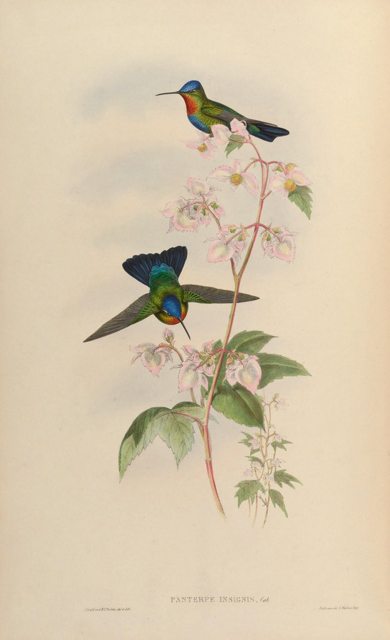 Panterpes insignis by John Gould