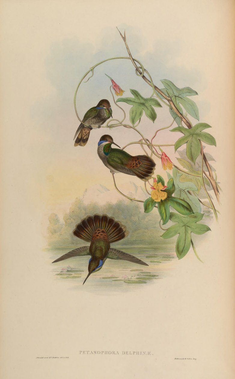 Petasophora delphinae by John Gould