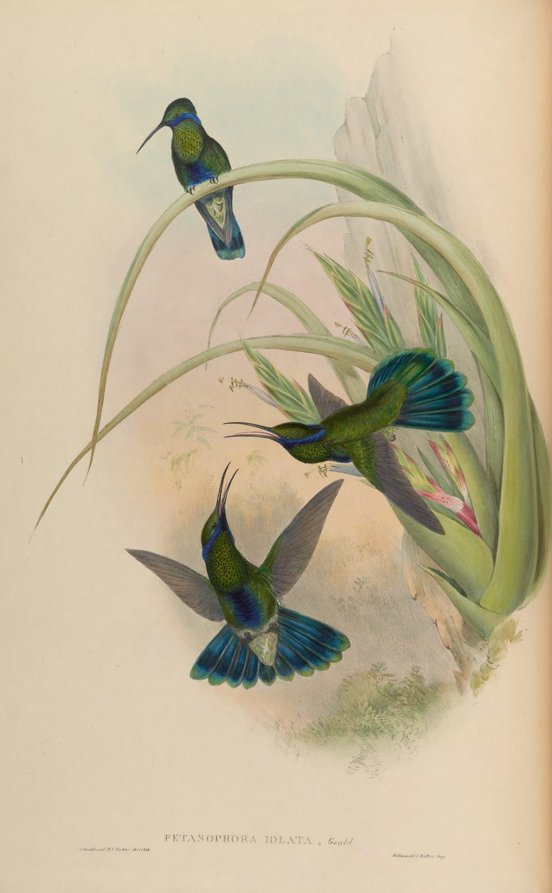 Petasophora iolata by John Gould