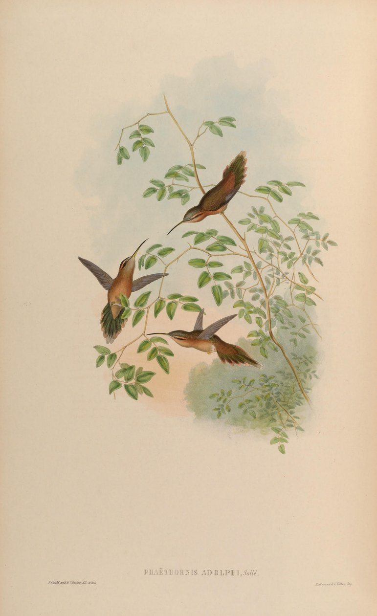Phaethornis striigularis saturatus by John Gould