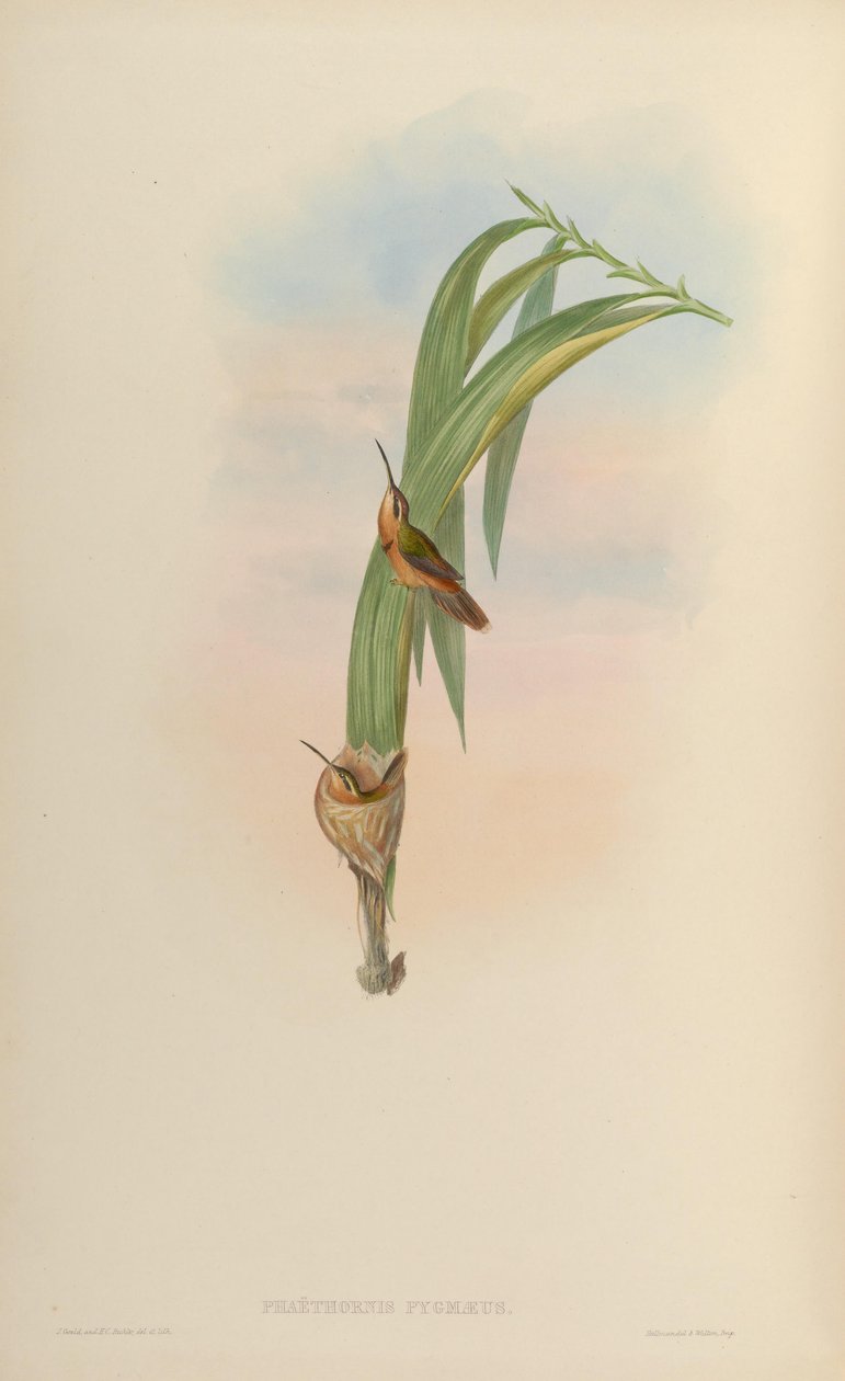 Phaethornis ruber ruber by John Gould