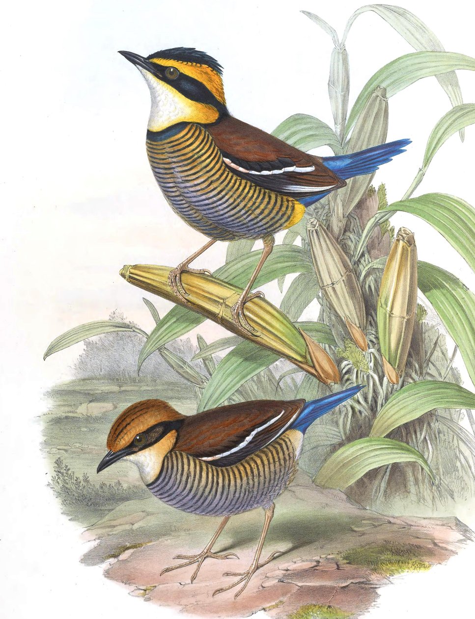 Pitta Cyanura = Hydrornis (Guajana) Guajana by John Gould
