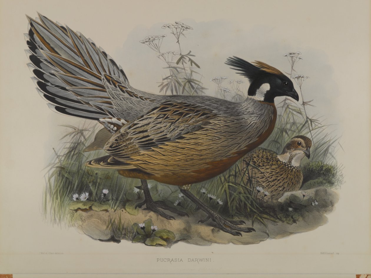 Pucrasia Darwini by John Gould
