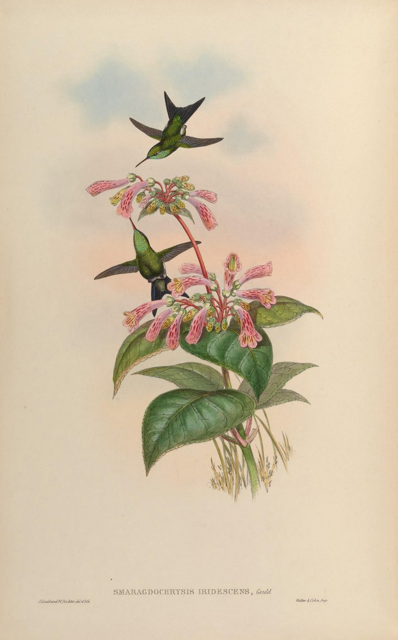 Smaragdochrysis iridescens = Chlorostilbon aureoventris X Calliphlox amethystina by John Gould