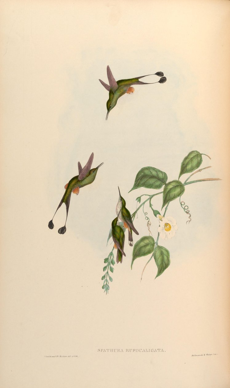 Spathura rufocaligata = Ocreatus underwoodii addae by John Gould