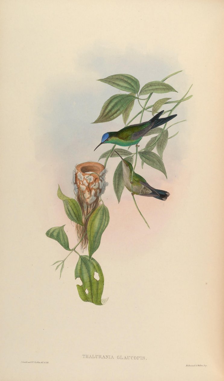Thalurania glaucopis by John Gould