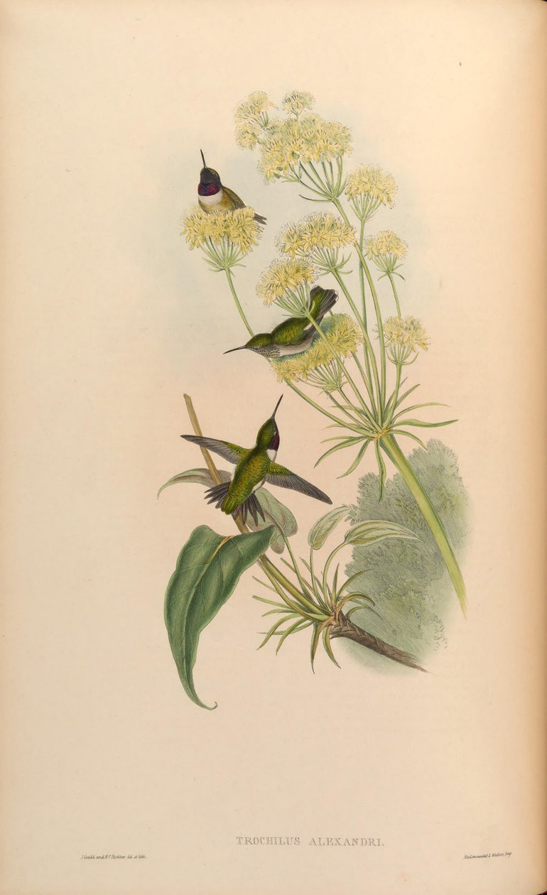 Trochilus alexandri = Archilochus alexandri by John Gould