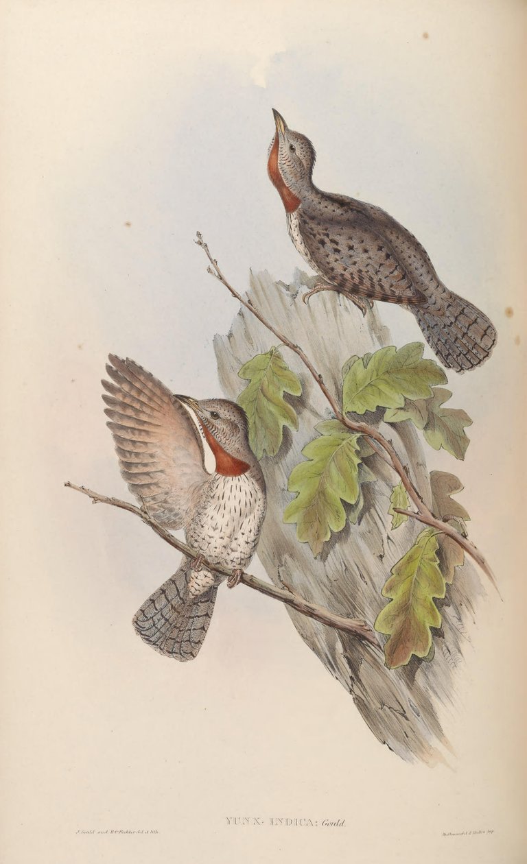 Yunx Indica = Jynx Ruficollis (syn. J. Pectoralis) by John Gould