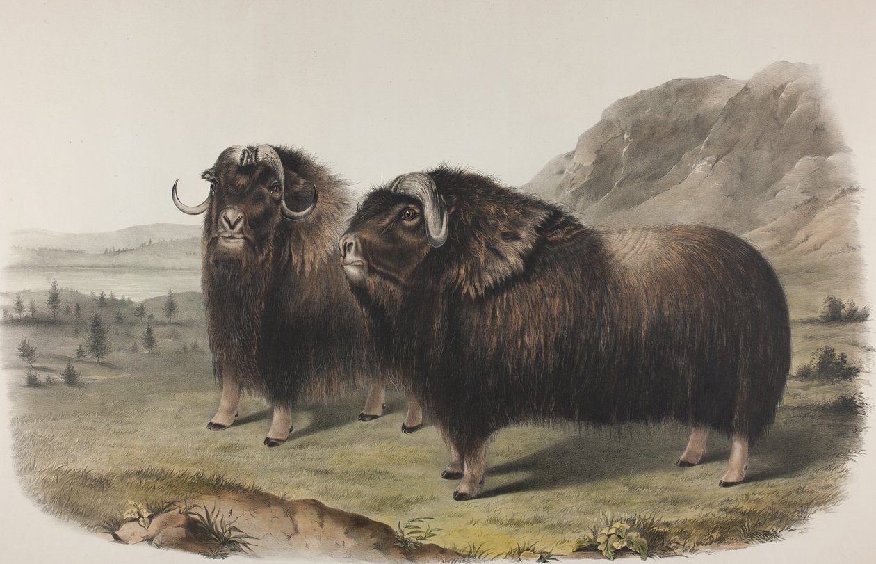Plate 111. Ovibus Moschatus, Gmel. Musk Ox, 1848 by John James Audubon
