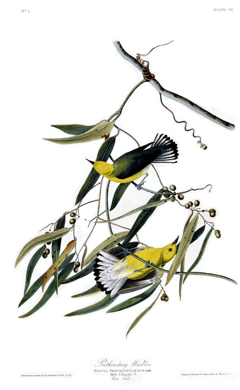Plate 3 of Birds of America by John James Audubon Depicting Prothonotary Warbler by John James Audubon