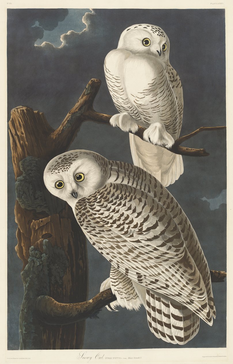 Snowy Owl by John James Audubon