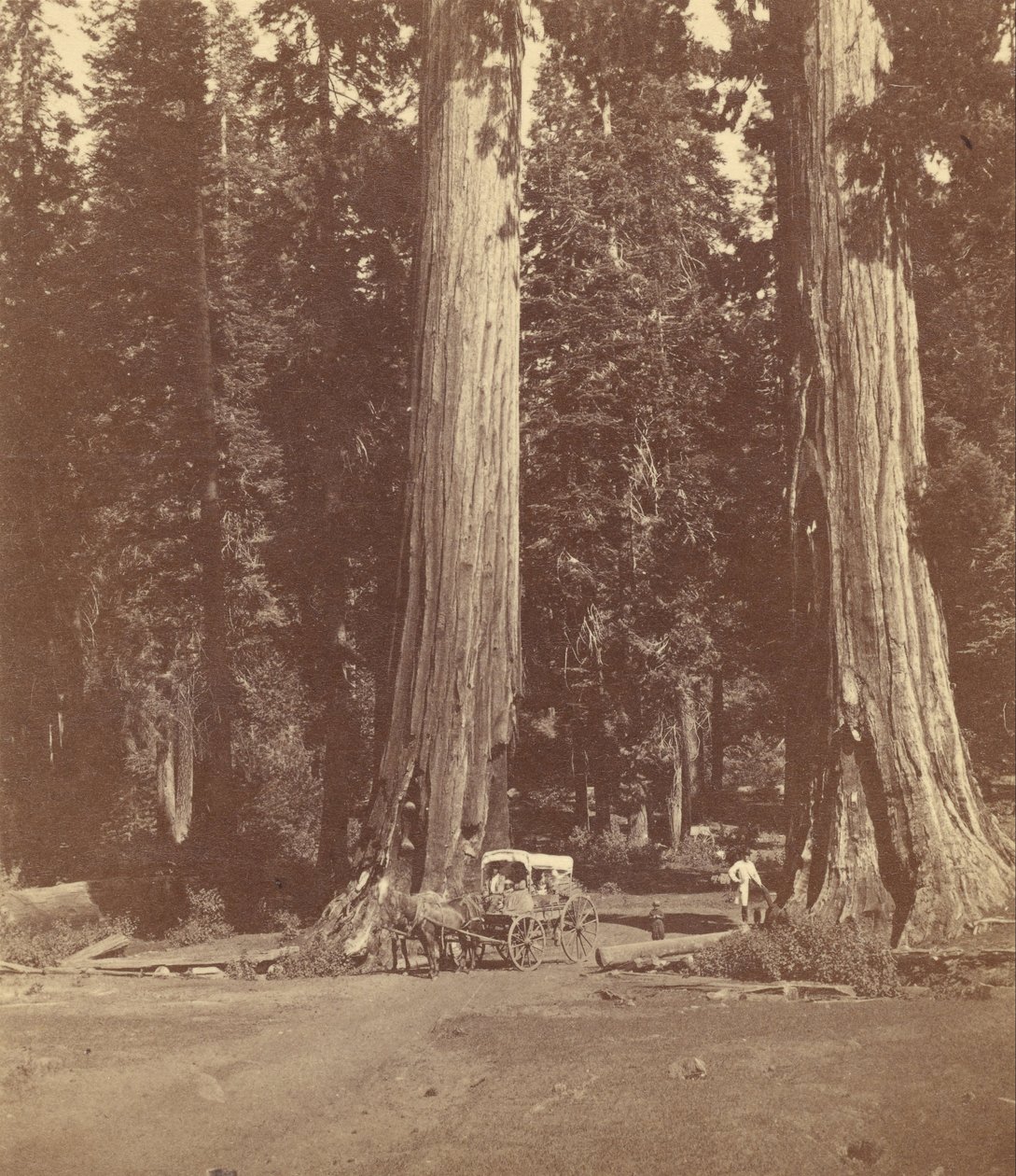 The Sentinels, 315 Feet High, Diameter 20 Feet by John P. Soule