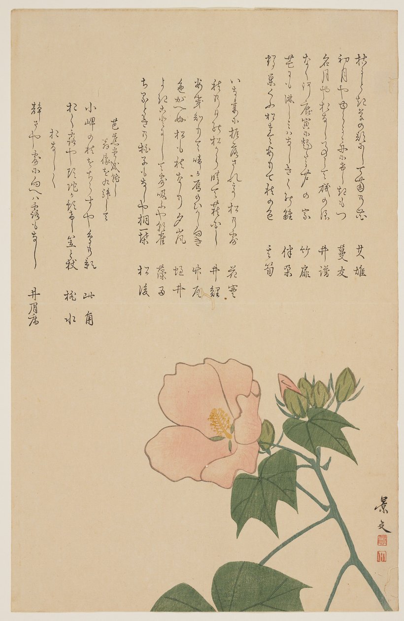 Confederate Rose, c. 1818-1829 by John Thomas Barber Beaumont