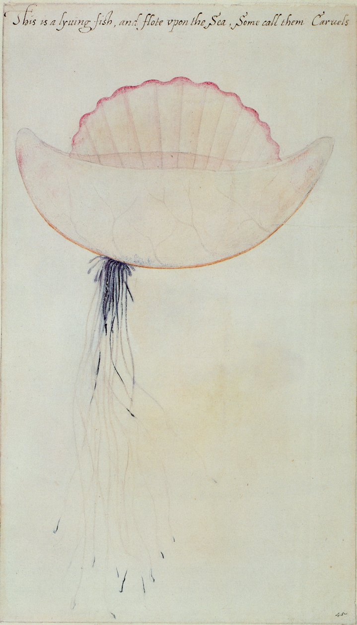 Portuguese Man-o