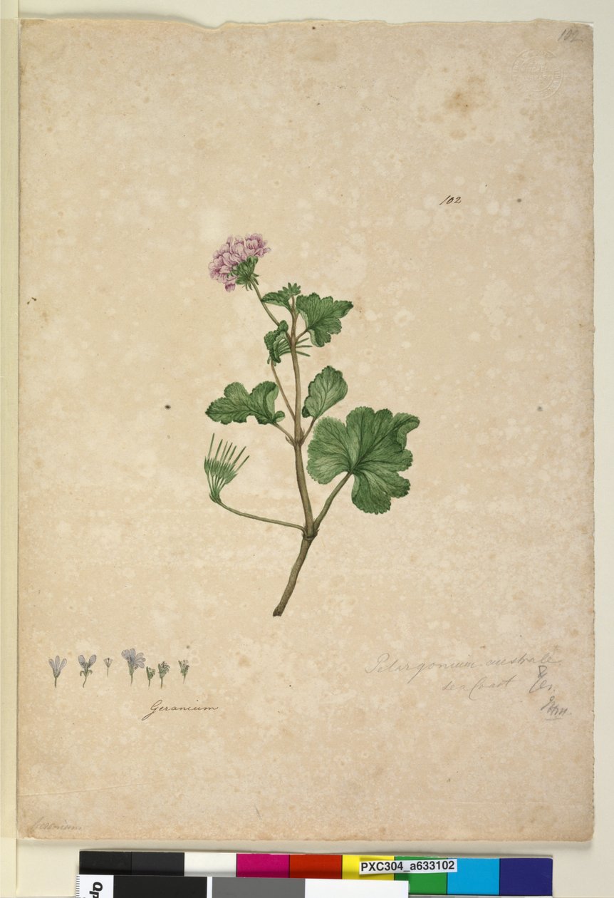Page 102. Pelargonium australe by John William Lewin