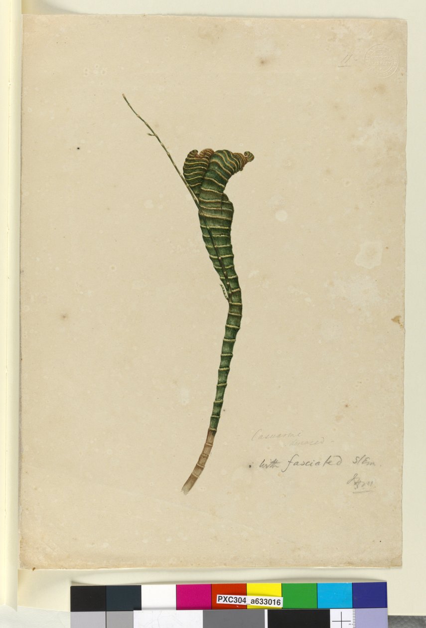 Casuarina by John William Lewin
