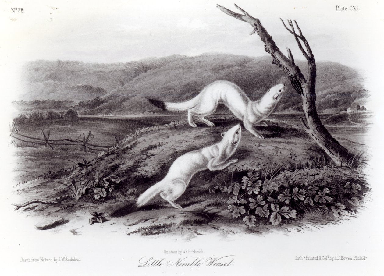 Little Nimble Weasel by John Woodhouse Audubon