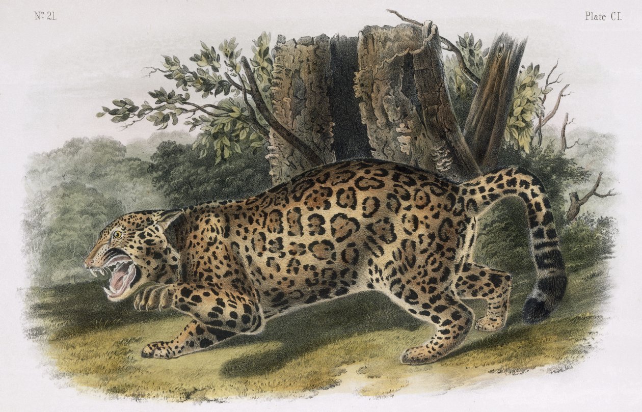 The Jaguar, Plate 101 from 