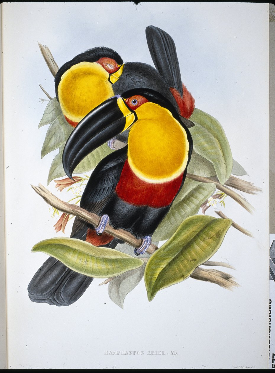 Ariel Toucan by John (after) Gould
