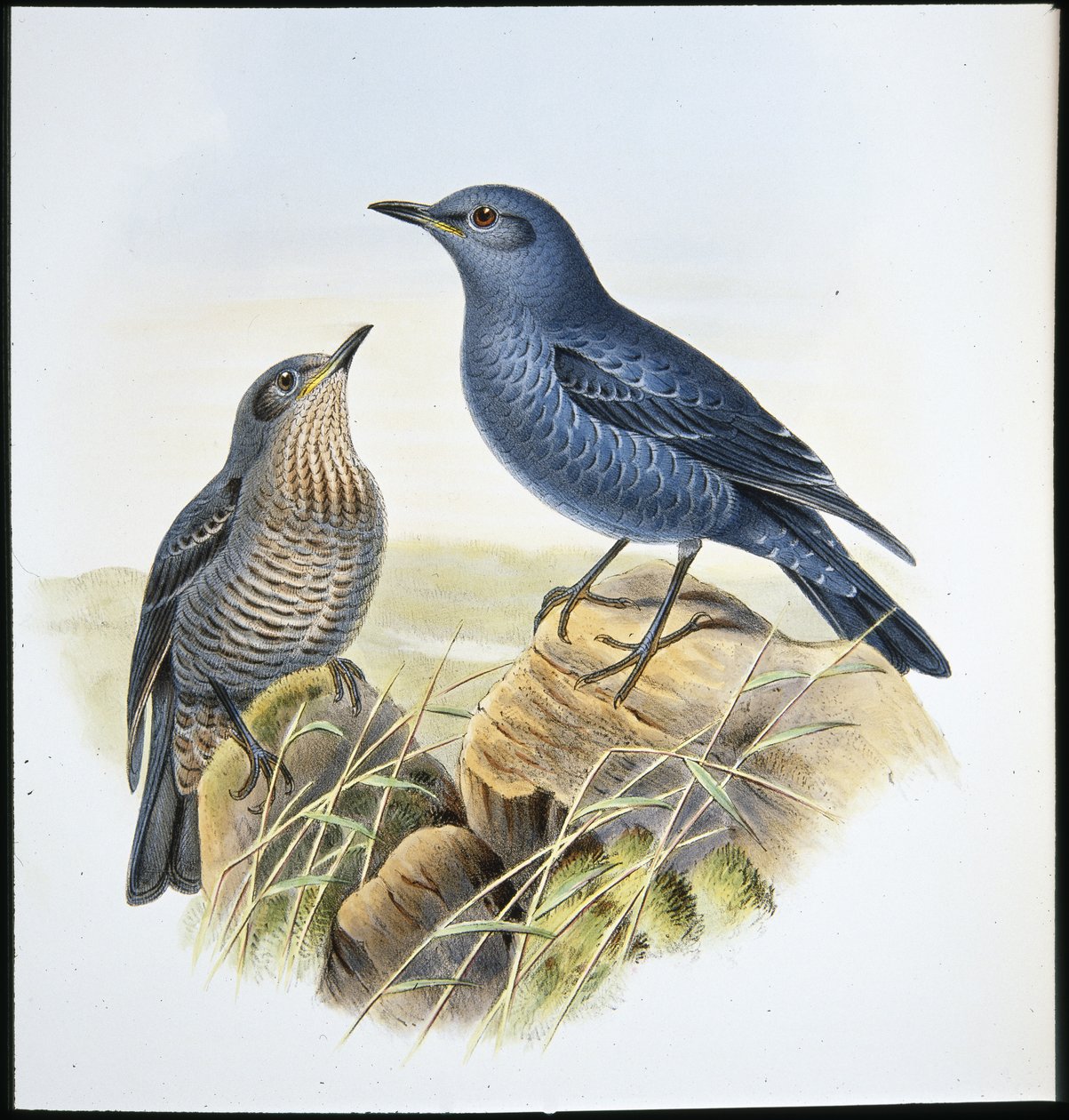 Blue Rock Thrush by John (after) Gould
