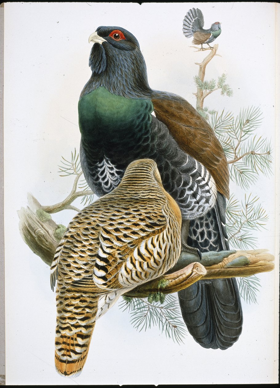 Capercailzie (Tetrao Urogallus) by John (after) Gould