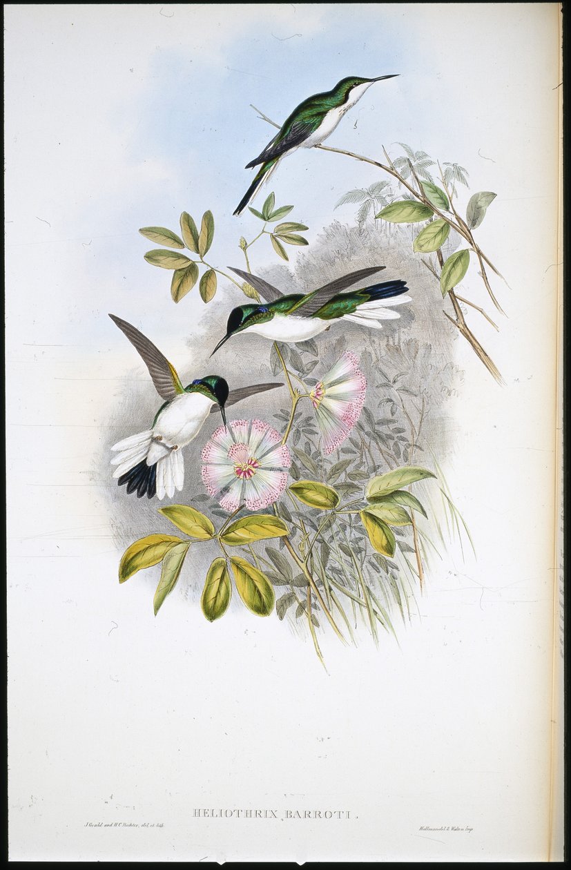 Columbian Fairy by John (after) Gould