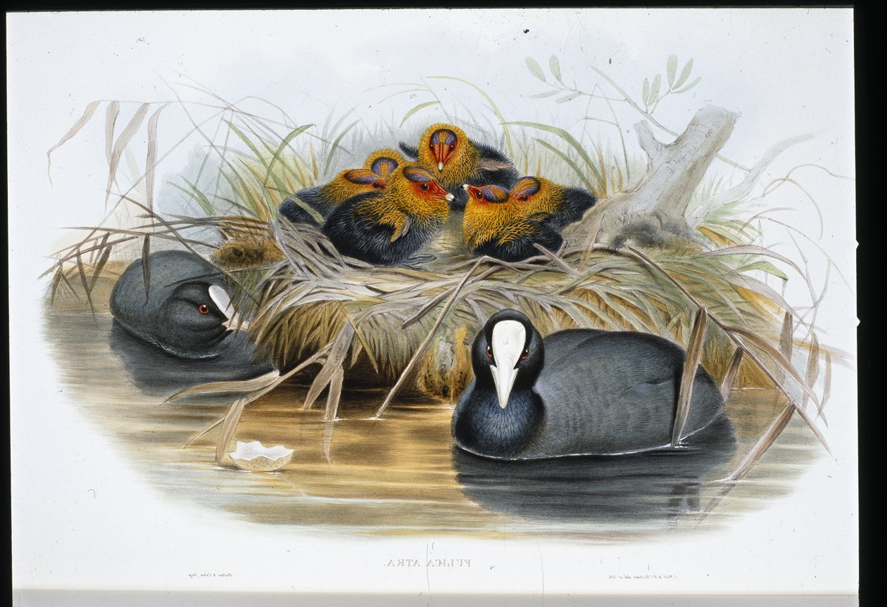 Coot by John (after) Gould