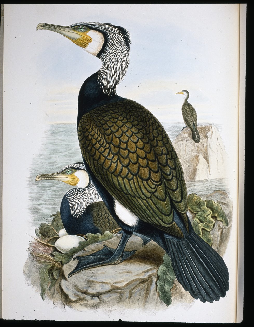 Cormorant by John (after) Gould