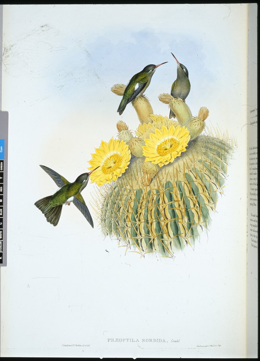 Dusky Humming Bird (Phaeoptila Sordida) by John (after) Gould