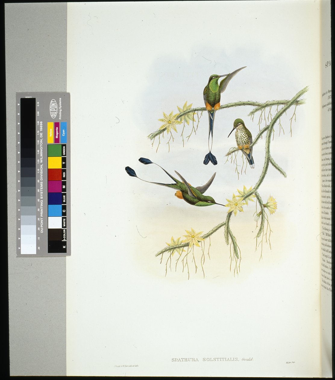 Ecuador Racket-tail (spathura solstitialis) by John (after) Gould