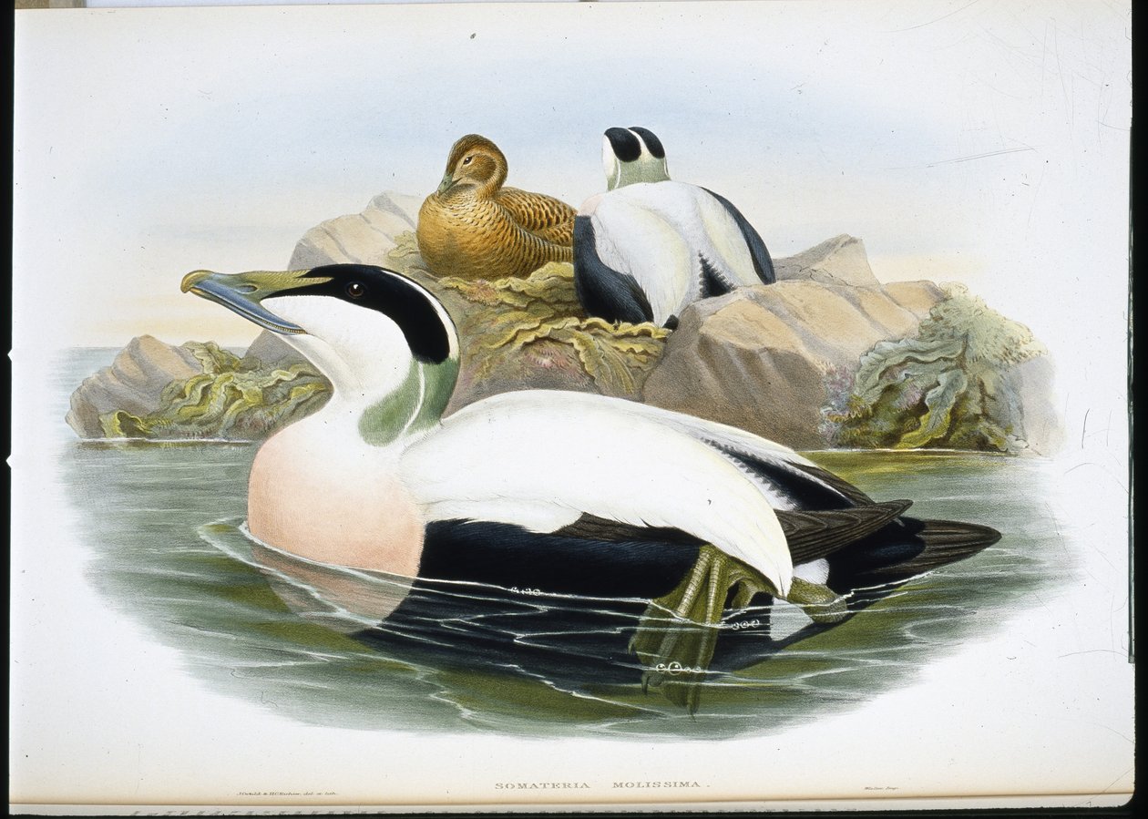 Eider Duck (Somateria Mollissima) by John (after) Gould