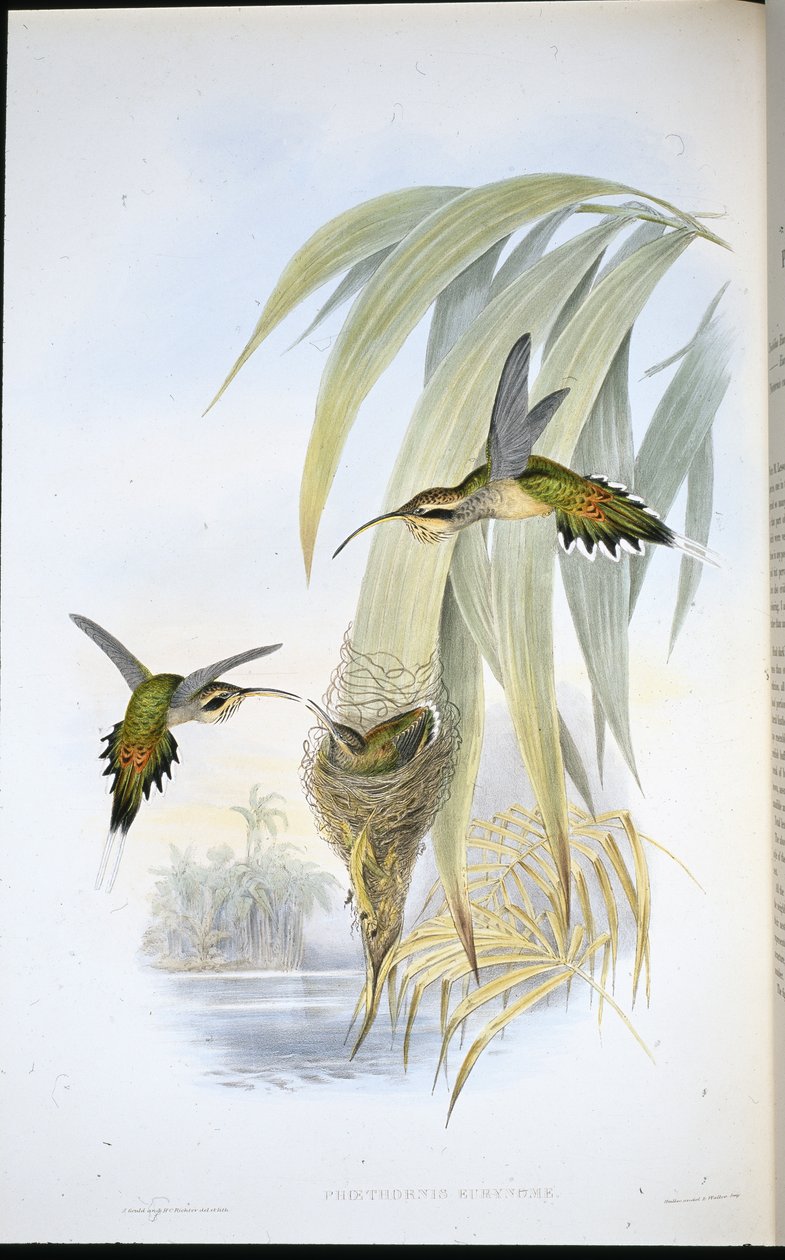 Eurynome Hermit by John (after) Gould