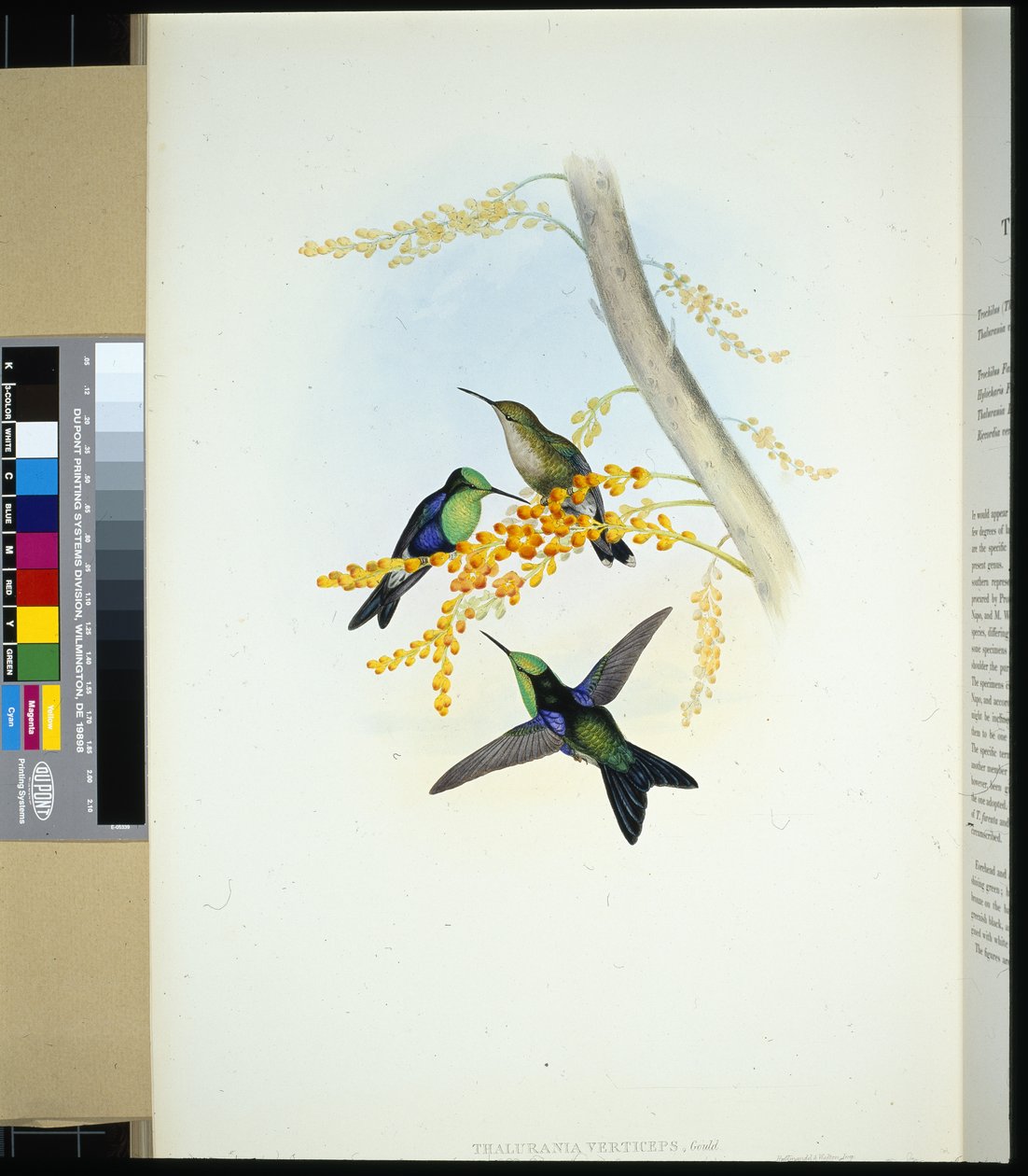 Green-crowned Panoplites (Thalurania verticeps) by John (after) Gould