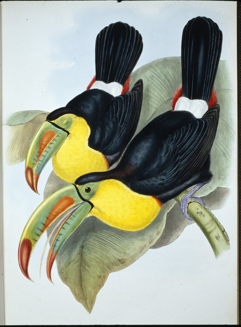 Keel-billed Toucan (Ramphastos Carinatus) by John (after) Gould