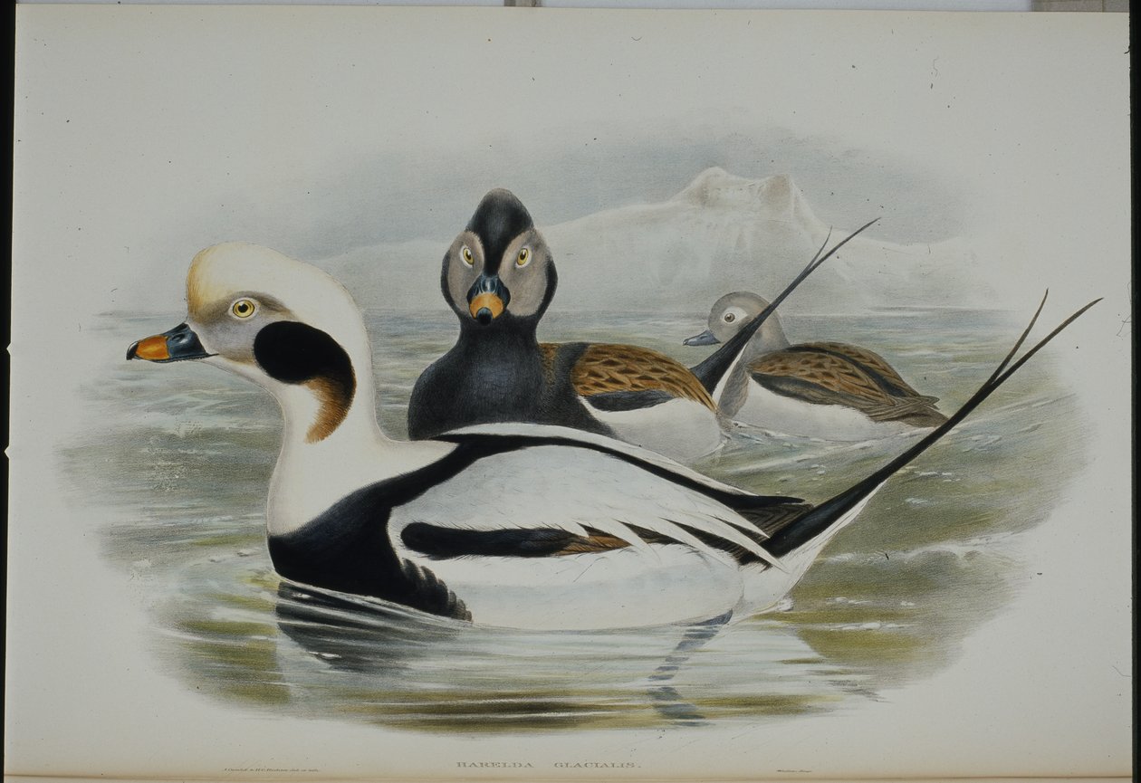 Long-tailed Duck (Harelda Glacialis) by John (after) Gould