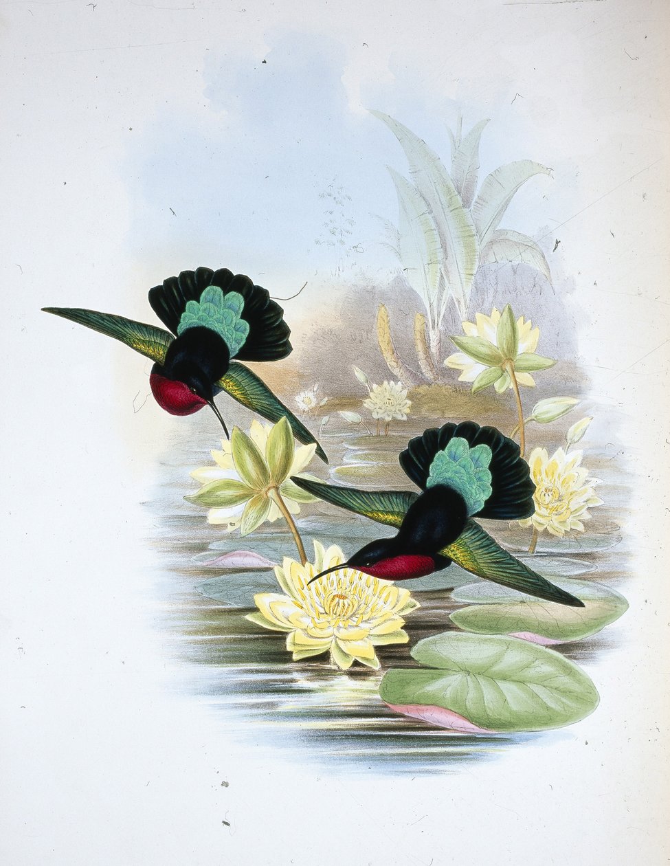 Purple-breasted Carib (Eulampis Jugularis) (hand-coloured litho) by John (after) Gould