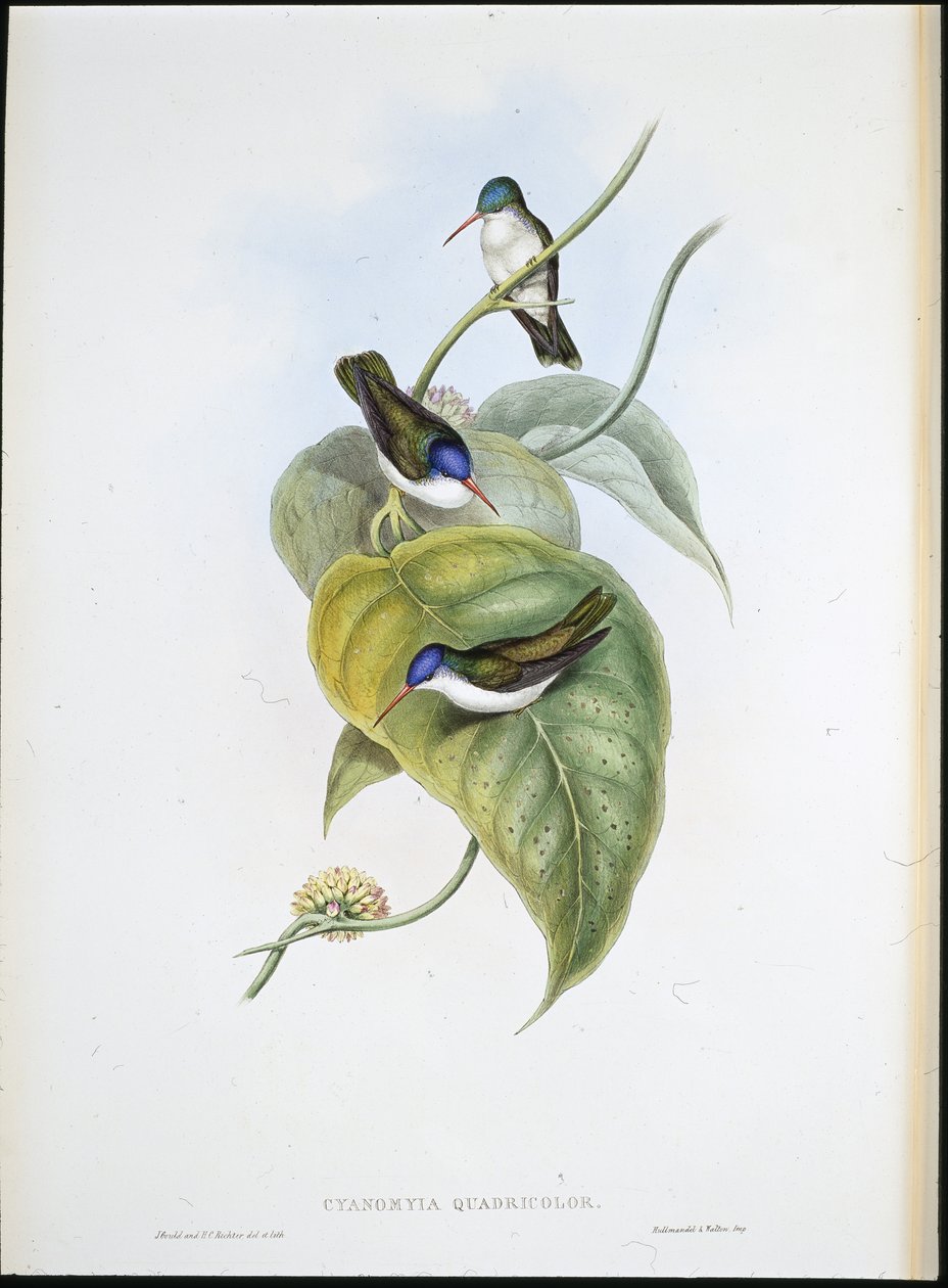 Red-billed Azure-crown (Cyanomyia Quadricolor) by John (after) Gould