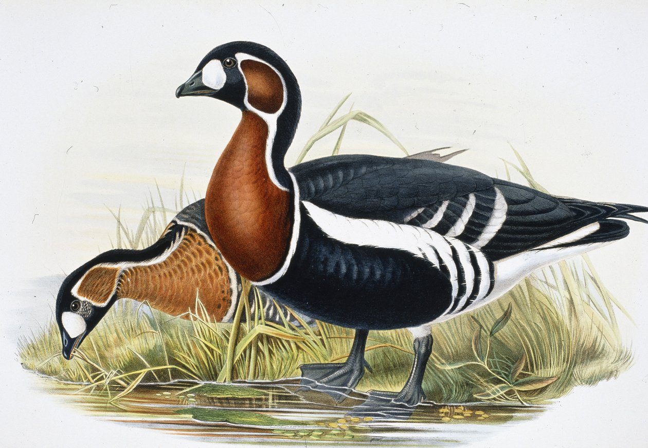 Red Breasted Goose (Bernicla Ruficollis) by John (after) Gould