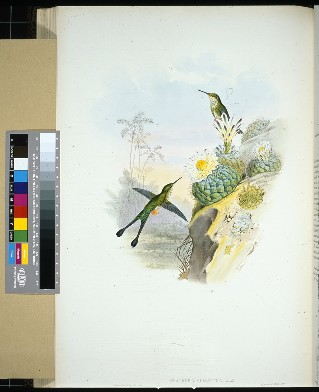 Scissor-tailed Racket-tail (spathura scissiura) by John (after) Gould