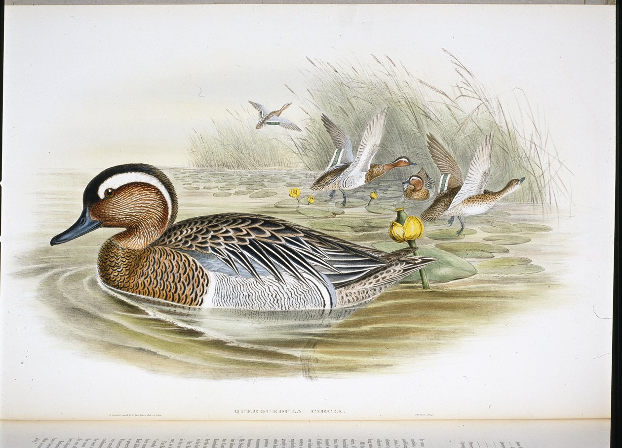 Querquedula Circia by John (after) Gould