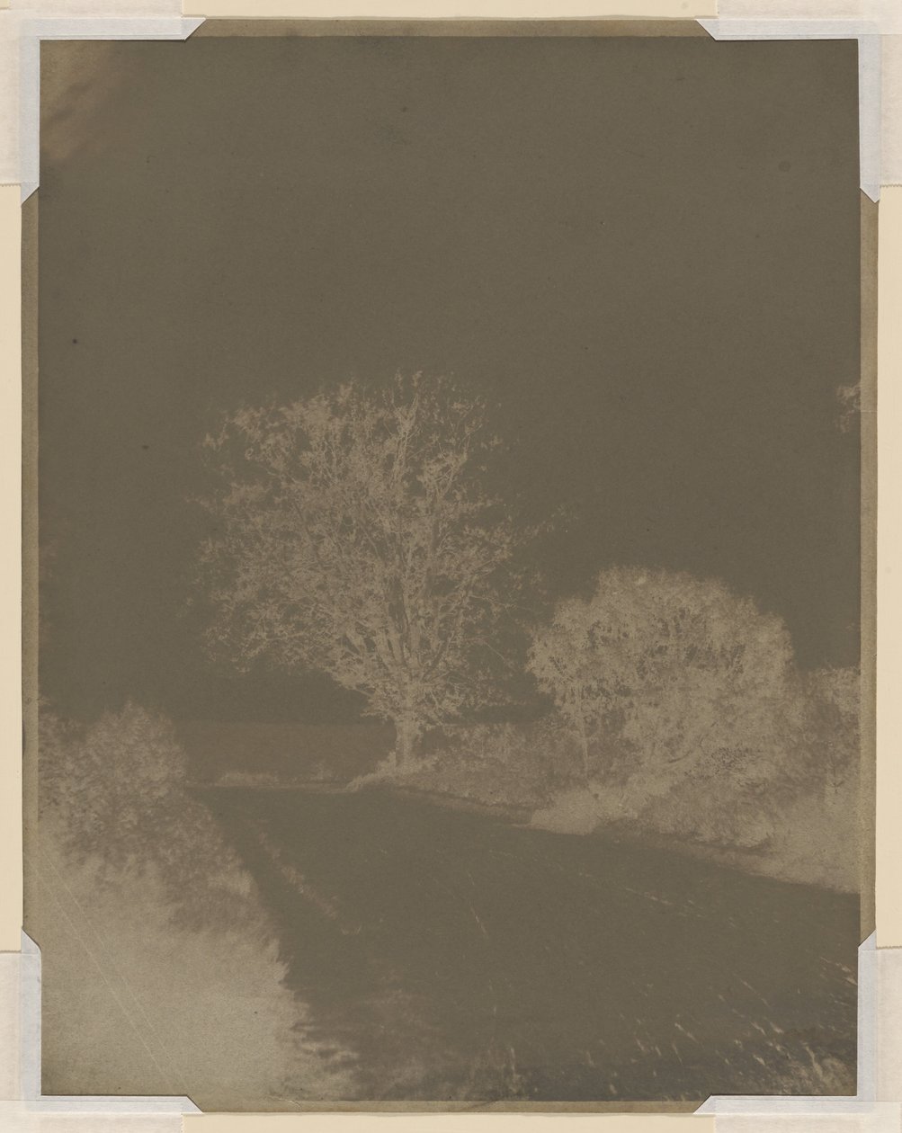 Tree at the Side of a Road by John Beasley Greene