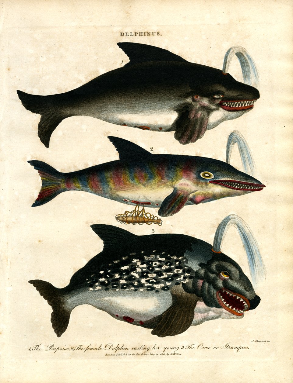 Dolphins (Delphinus) by John Chapman