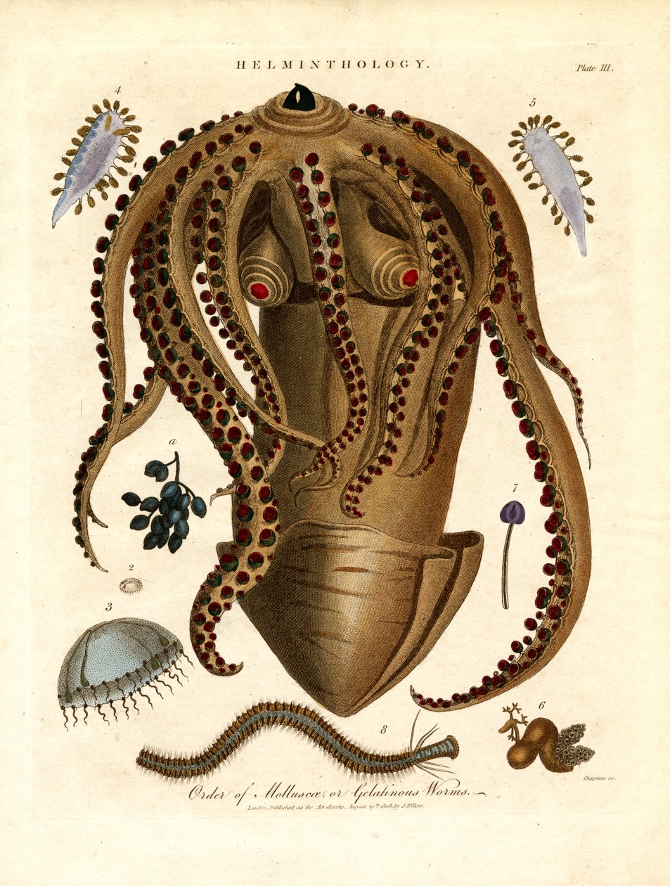 Helminthology; Plate III - Order of Mollusca or Gelatinous Worms by John Chapman