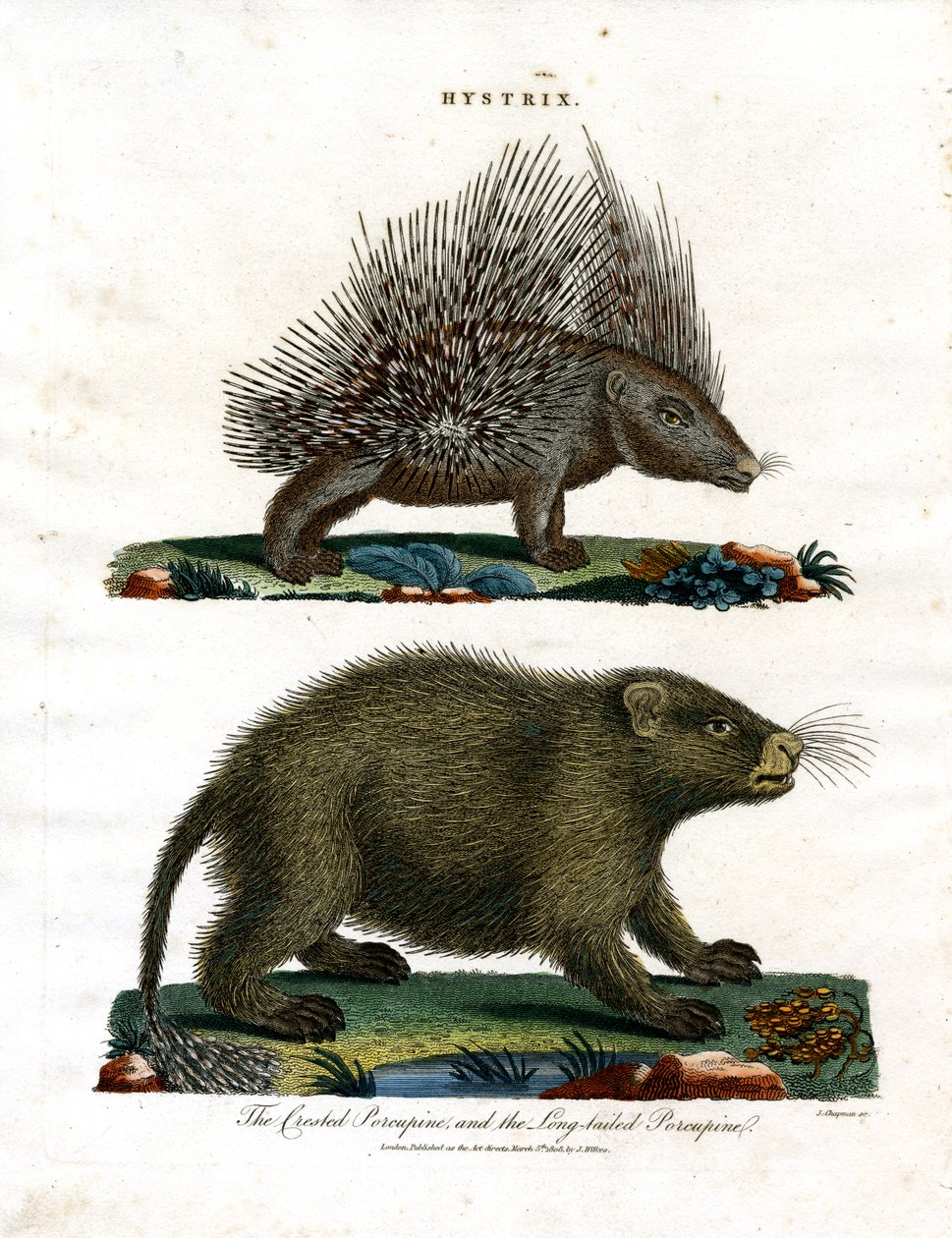 Hystrix (Porcupines) by John Chapman: Buy fine art print