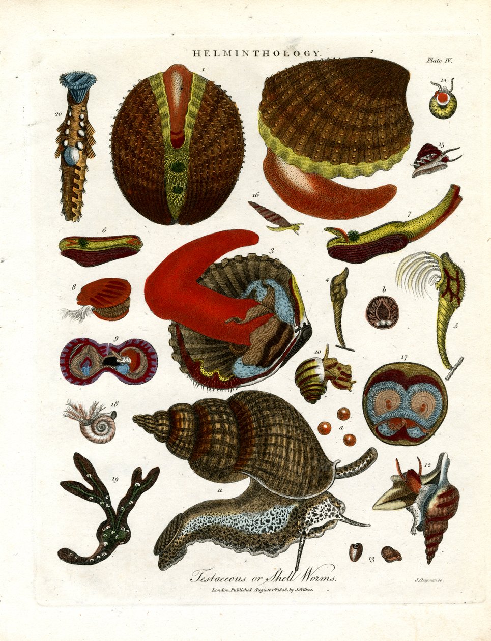 Testaceous or Shell Worms by John Chapman