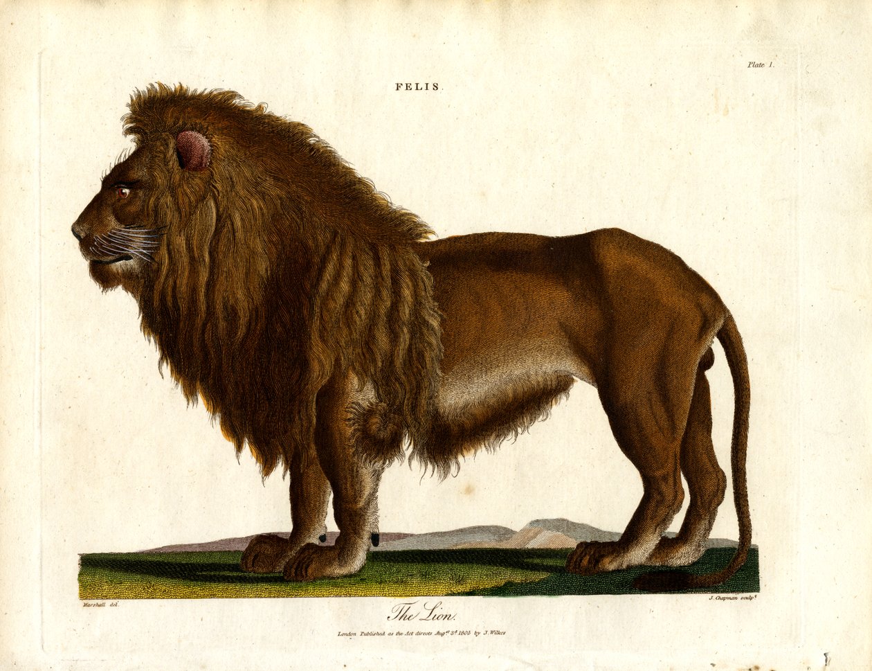 The Lion (Plate I) by John Chapman