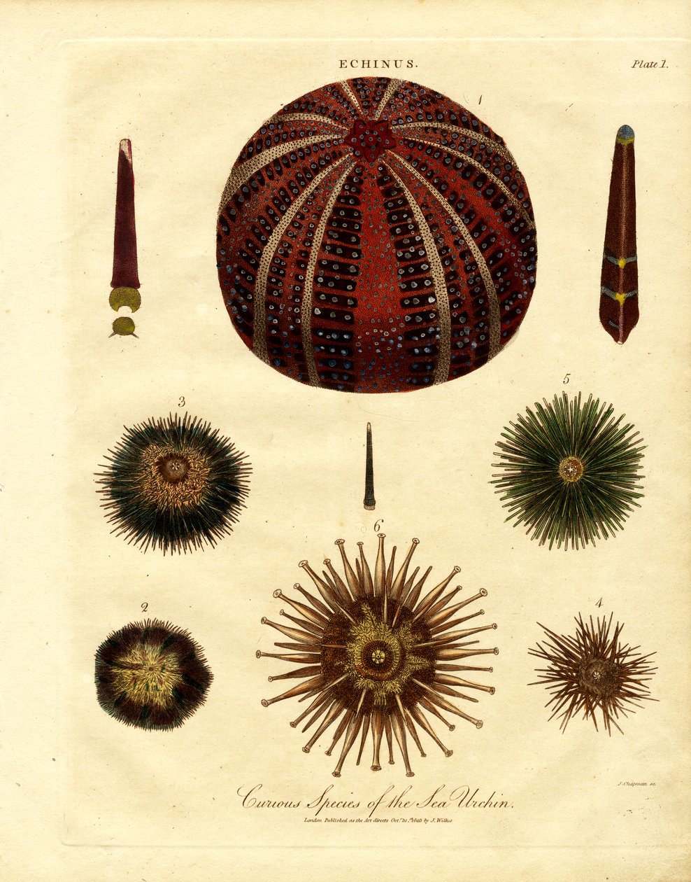 Various Sea Urchin Species by John Chapman