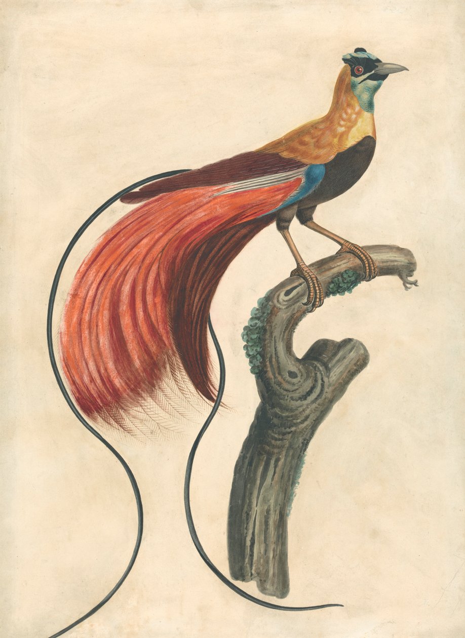 Red-Plumed Bird-of-Paradise (Paradisea Apoda Raggiana), Southeastern New Guinea by John Collet