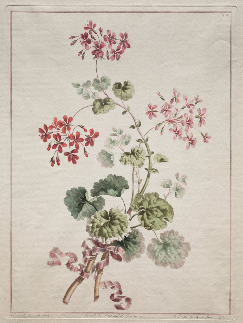 A Collection of Flowers Drawn from Nature: No. 6 - Scarlet and Variegated Geranium by John Edwards